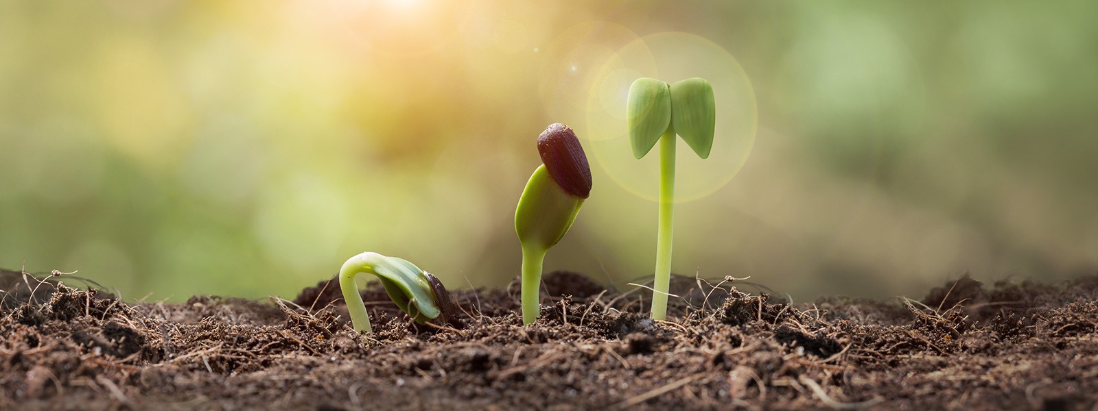 Let's Grow Together